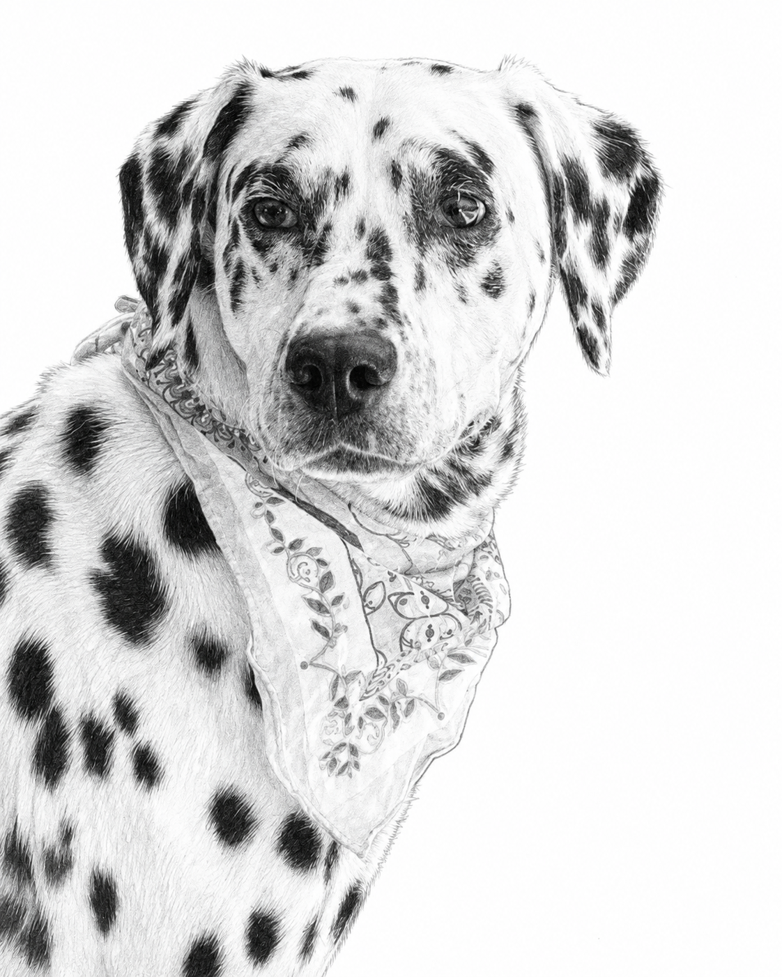 Pencil portrait of a dalmatian wearing a patterned bandana, head tilted slightly, drawn in fine graphite detail on a plain background.