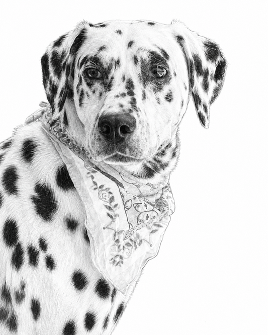 Pencil portrait of a dalmatian wearing a patterned bandana, head tilted slightly, drawn in fine graphite detail on a plain background.